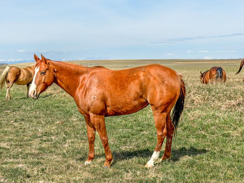 MT Boonful O Whiskey<br>'Purdy'