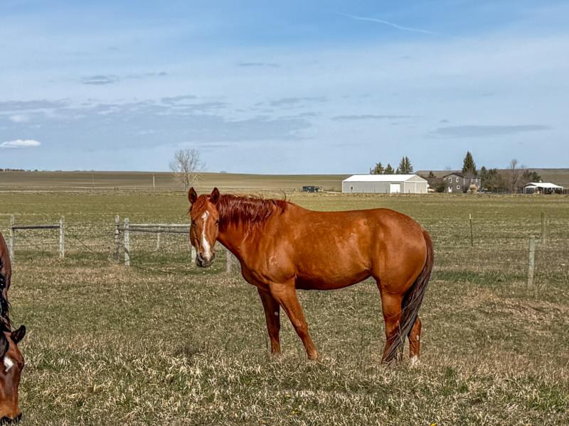 MT Colonel Holly<br>'Rusty'