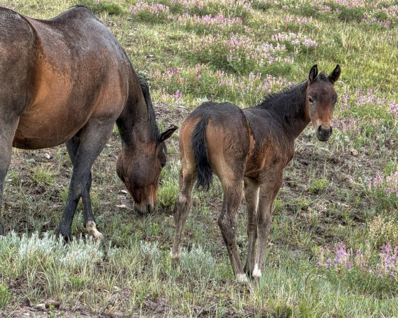 COLONEL C HEADER X velvet o boon filly