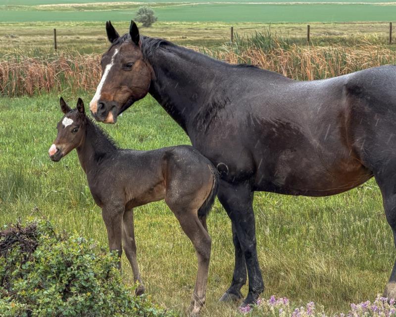 COLONEL C HEADER x ALL STAR STARLITE Stud Colt