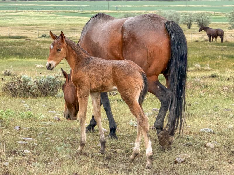 MAKIN MONEY MOVVES x MT COLONELS DYNAMITE filly