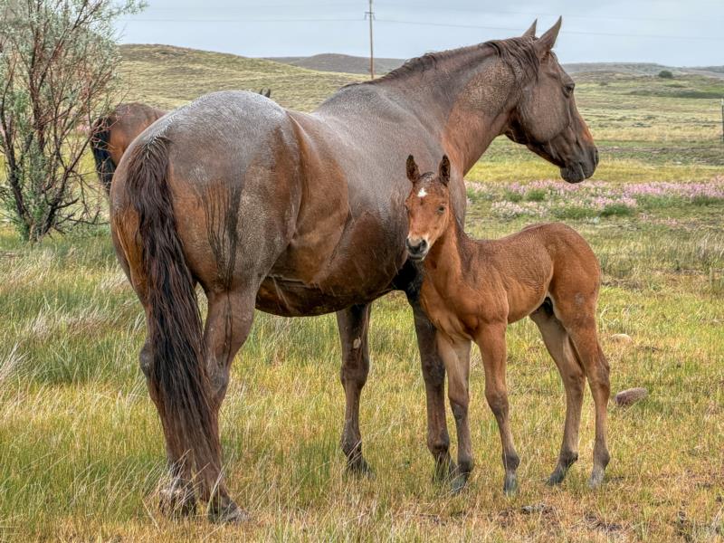 MT ONE SHOTTA HEADER X DELTA DIDNT FRECKLE stud colt