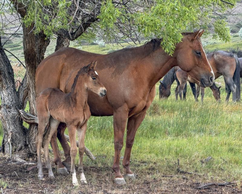ONE EPIC STAR DR X MT COLONELS STARCHEX STUD COLT