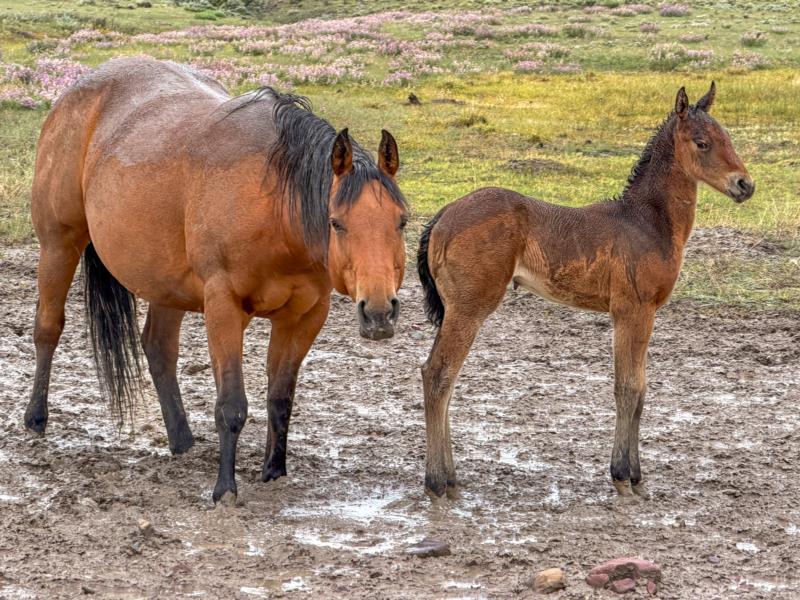 COLONEL C HEADER X RV HANGTEN OTOE CHEX filly