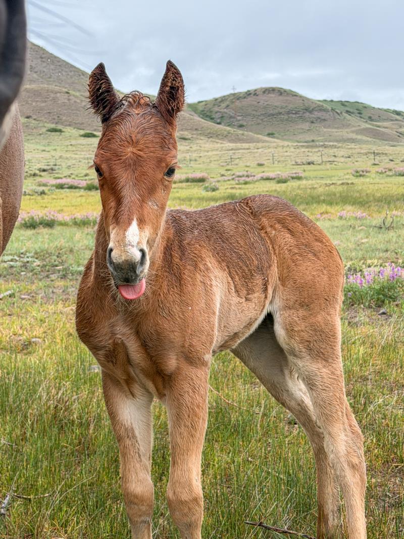 SAGRADO MILAGRO x RV OTOE TEN CHEX sorrel filly