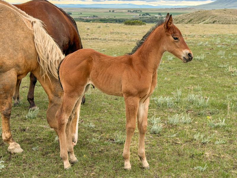 MT ONE SHOTTA HEADER X LENAS REFLECTOR filly