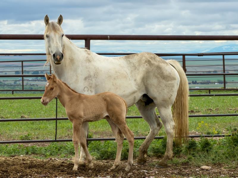 COLONEL C HEADER X MB LADY BLANTON filly