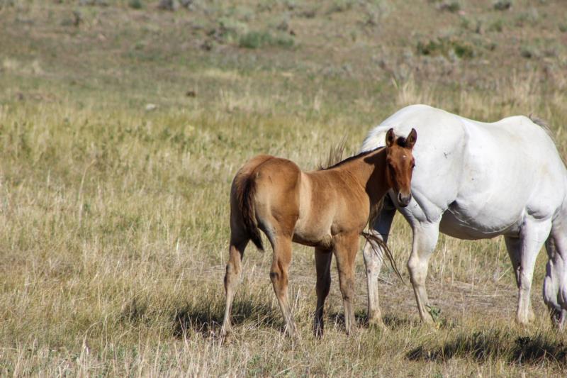 COLONEL C HEADER X MB LADY BLANTON