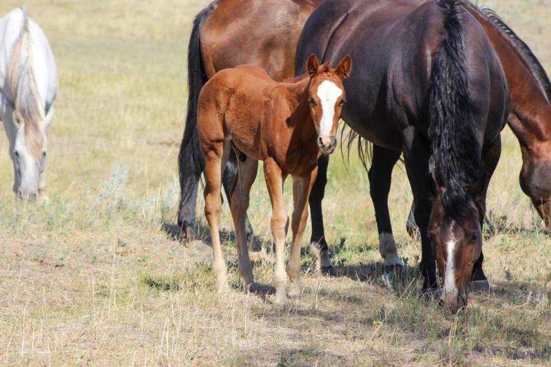 COLONEL C HEADER X ALL STAR STARLITE<br>Headlite