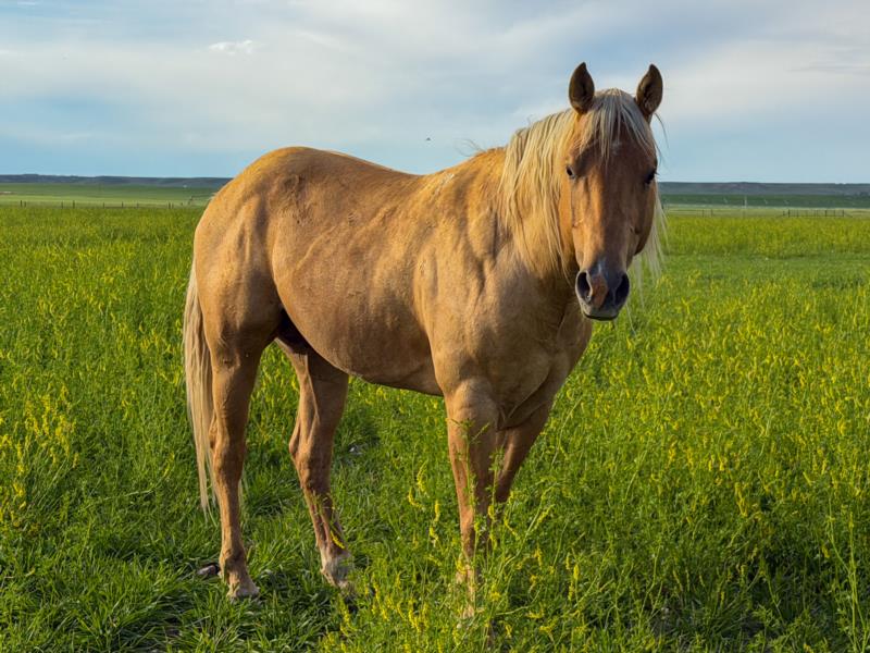 Sagrado Milagro<br>’Walker, Texas Ranger’