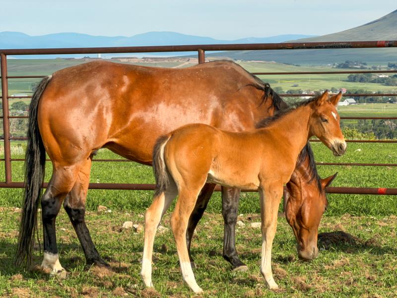 MAKIN MONEY MOVVES x MT COLONELS DYNAMITE filly