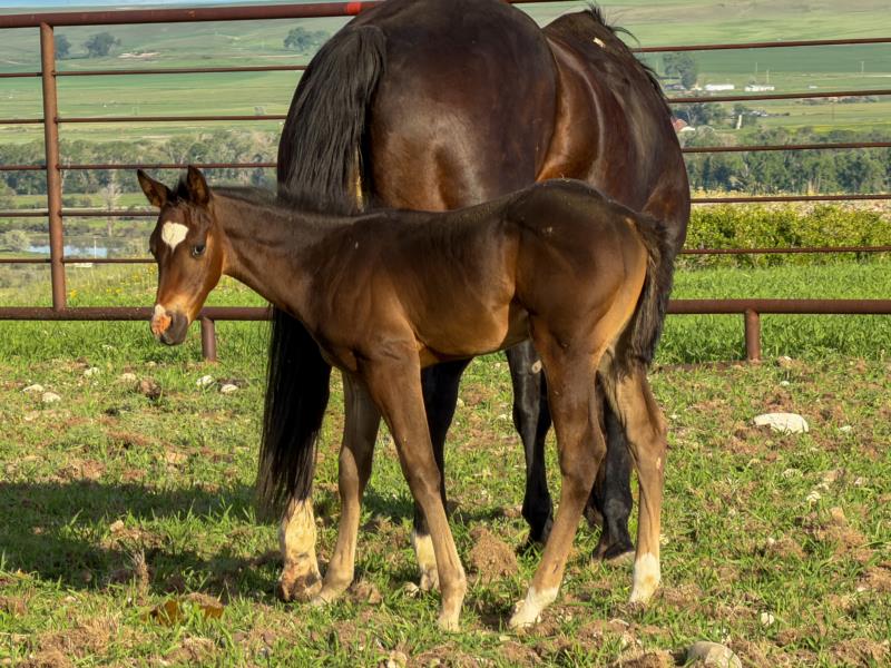 COLONEL C HEADER x ALL STAR STARLITE Stud Colt