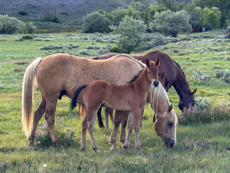 MT ONE SHOTTA HEADER X LENAS REFLECTOR filly