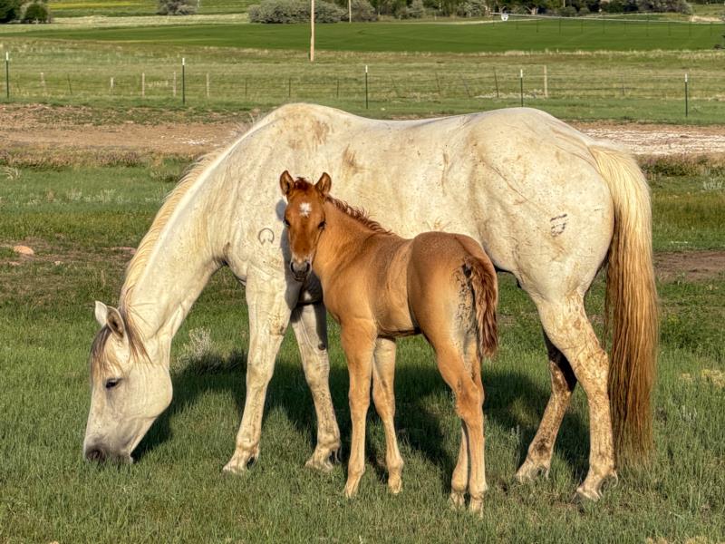 COLONEL C HEADER X MB LADY BLANTON filly