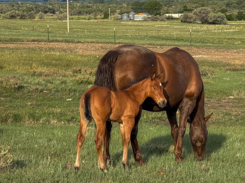 MT ONE SHOTTA HEADER X DELTA DIDNT FRECKLE stud colt