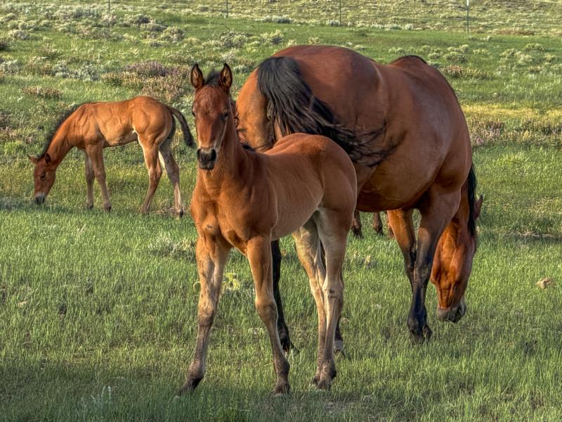 COLONEL C HEADER X RV HANGTEN OTOE CHEX filly