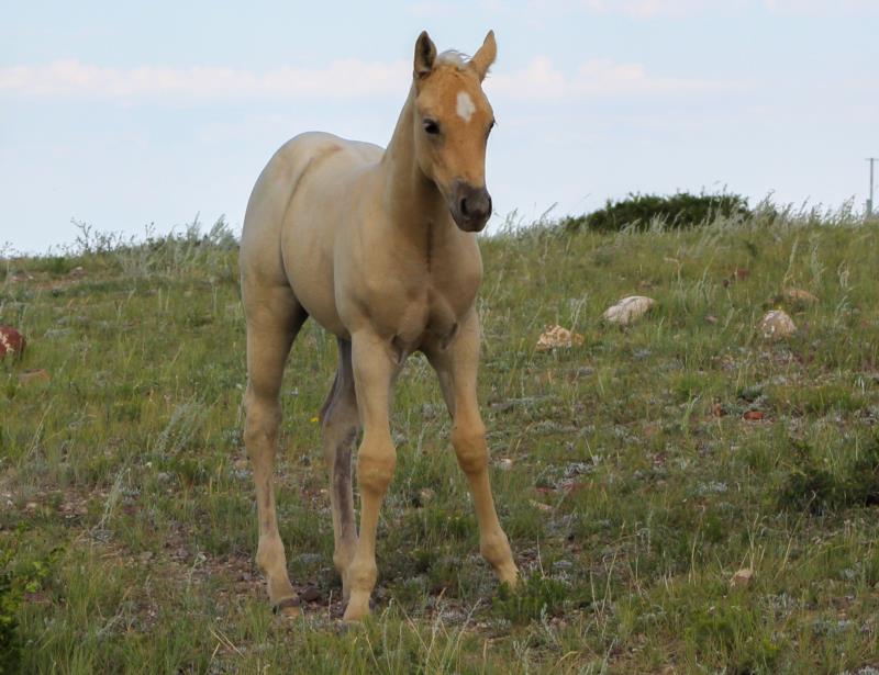 A ROYAL STAR DR x MT COLONELS STARCHEX<br>Chex