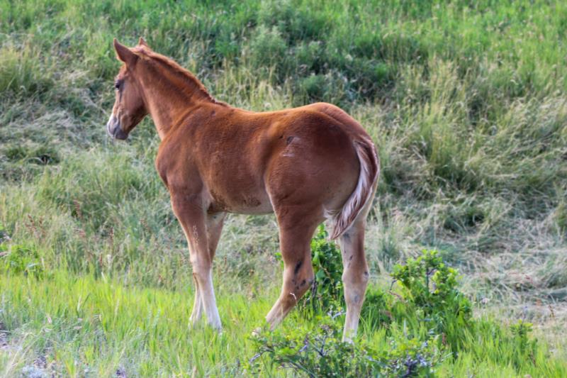 A ROYAL STAR DR x DE PEPTOS CRYSTAL DY<br>Tipsy