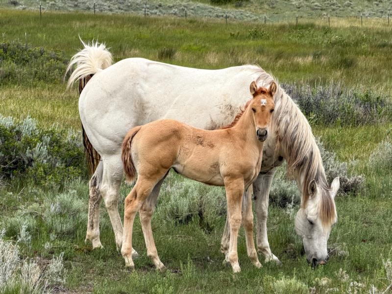 COLONEL C HEADER X MB LADY BLANTON filly
