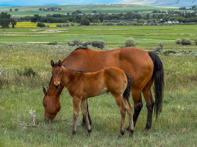 COLONEL C HEADER X RV HANGTEN OTOE CHEX filly