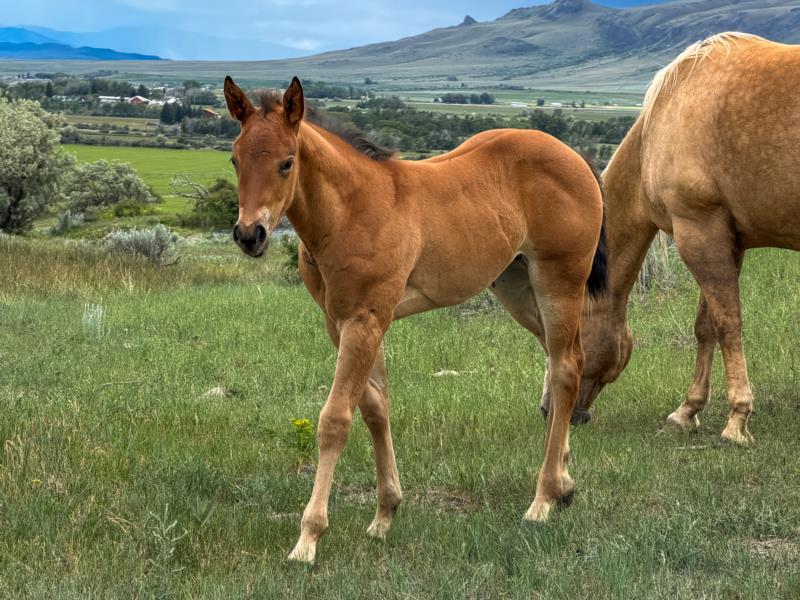 MT ONE SHOTTA HEADER X LENAS REFLECTOR filly