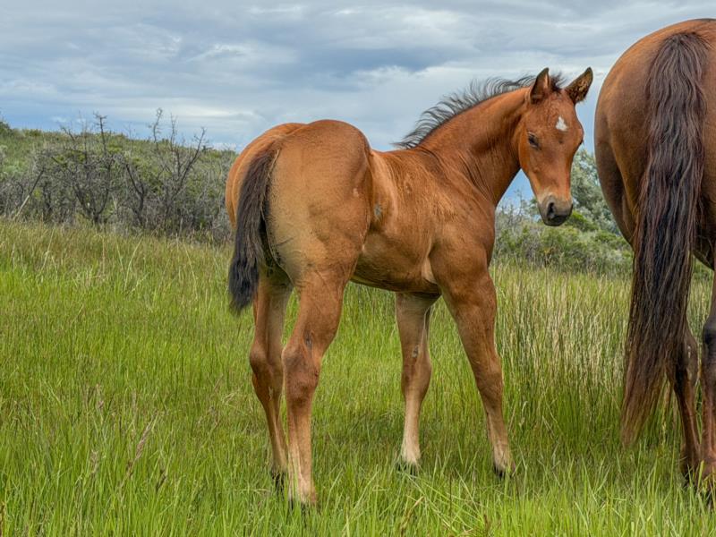 MT ONE SHOTTA HEADER X DELTA DIDNT FRECKLE stud colt