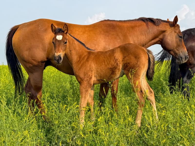 ONE EPIC STAR DR X MT COLONELS STARCHEX STUD COLT