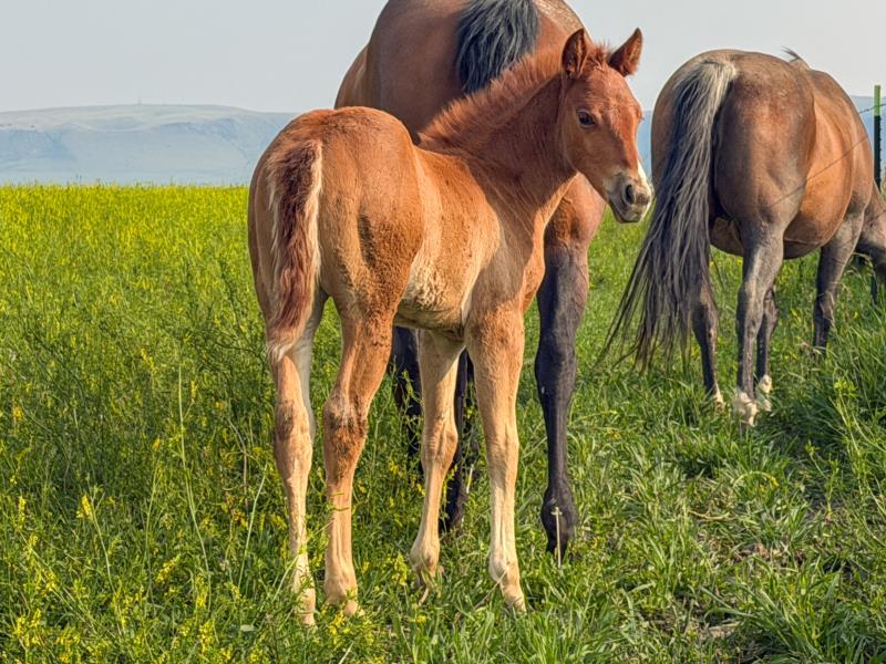 SAGRADO MILAGRO x RV OTOE TEN CHEX sorrel filly