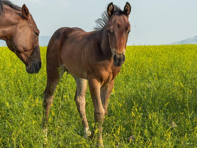 COLONEL C HEADER X velvet o boon filly