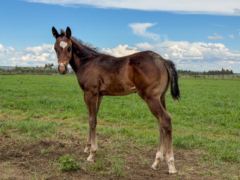 COLONEL C HEADER x ALL STAR STARLITE Stud Colt
