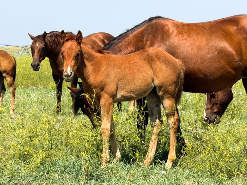 SAGRADO MILAGRO x RV OTOE TEN CHEX sorrel filly