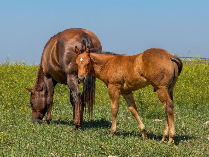 MT ONE SHOTTA HEADER X DELTA DIDNT FRECKLE stud colt