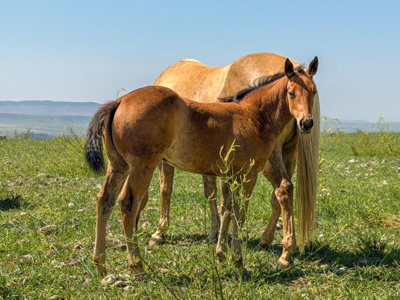 MT ONE SHOTTA HEADER X LENAS REFLECTOR filly