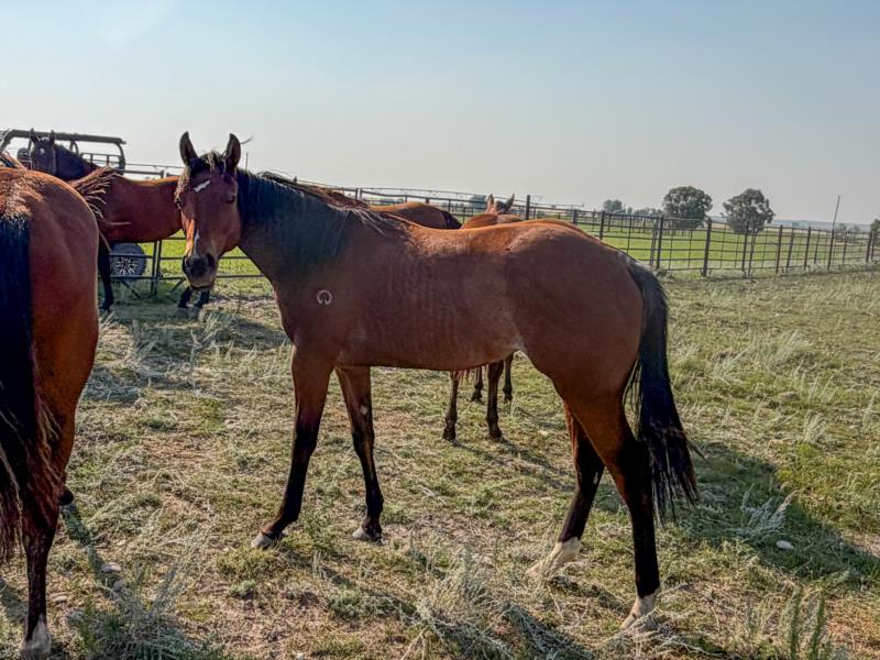 MT ANNIE OAKLEY<br>ANNIE
